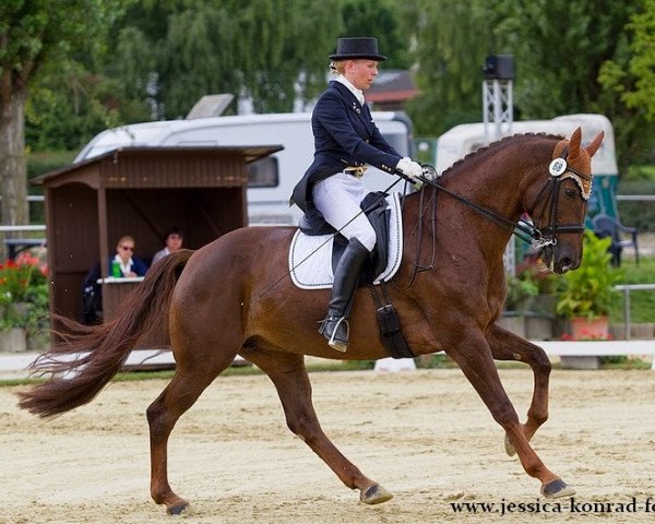 dressage horse Diva Larina (Hanoverian, 2005, from Don Larino 171 FIN)