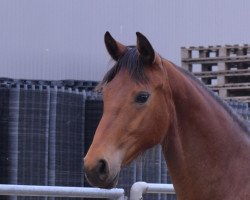 broodmare Bailey Rose M (Hanoverian, 2016, from Bodyguard 49)