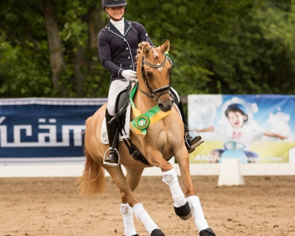 broodmare Extravagant 5 (German Riding Pony, 2014, from Dimension AT NRW)