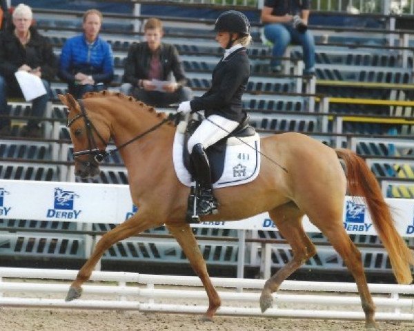 broodmare Diva Crema (German Riding Pony, 2012, from Dimension AT NRW)