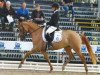 broodmare Diva Crema (German Riding Pony, 2012, from Dimension AT NRW)