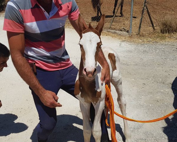 Pferd Salvano de Finca Barroco (Lusitano, 2017)