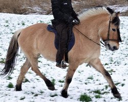 Pferd Brenka (Fjordpferd, 2005, von Kventin)