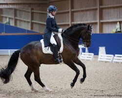 dressage horse Saladin Mz (Oldenburg, 2005, from Sandro Hit)