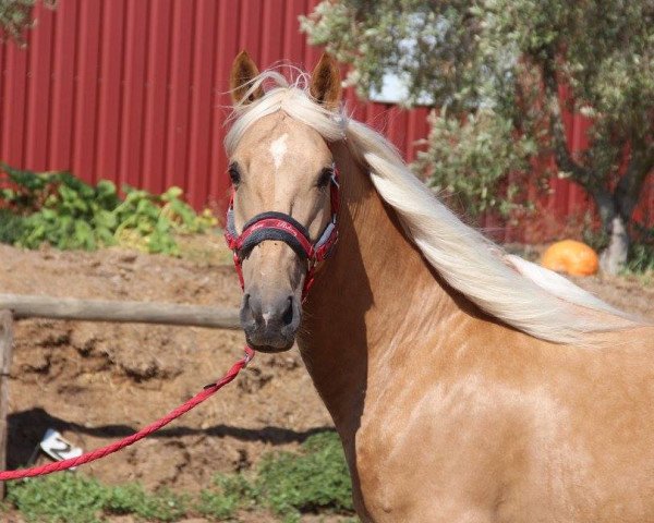 Pferd Pachi (Lusitano, 2013)