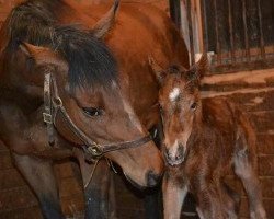 broodmare My Little Josie xx (Thoroughbred, 2005, from Outflanker xx)