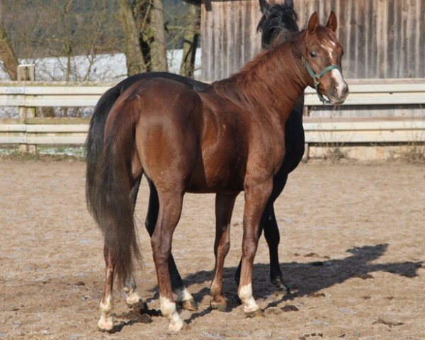 Pferd Hergo (Vollblutaraber, 2015)