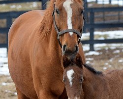 horse Stute von Bodemeister xx (Thoroughbred, 2014, from Bodemeister xx)