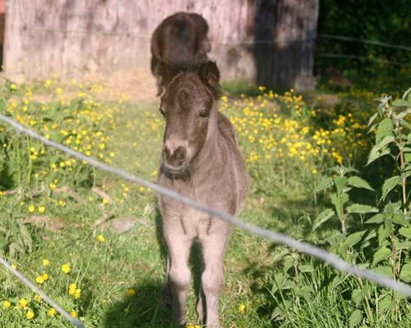 stallion Gary (Shetland Pony, 2017, from Guus v. Stal Break of Dawn)