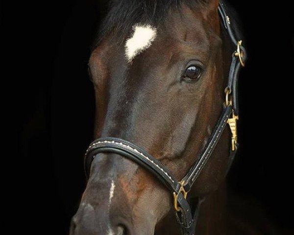 jumper Ronaldinia (Hanoverian, 2006, from Romancero H)