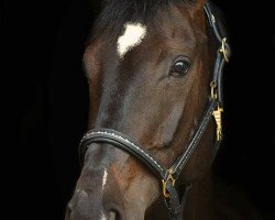 jumper Ronaldinia (Hanoverian, 2006, from Romancero H)