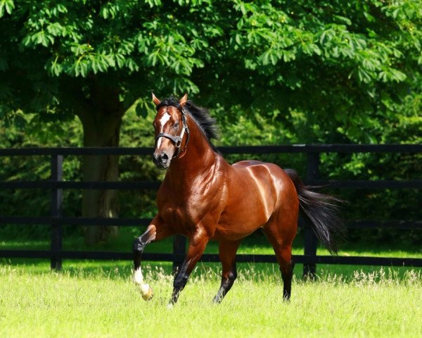 Deckhengst Toronado xx (Englisches Vollblut, 2010, von High Chaparral xx)