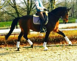 dressage horse Challenger 46 (Württemberger, 2008, from Ciacomo)