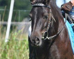 broodmare Dorchen of Baltic Sea (Shetland Pony, 2007, from Klavier van 't Laantje)