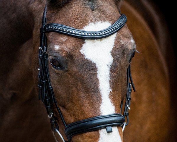 broodmare Ronja (Hanoverian, 2002, from Rotspon)