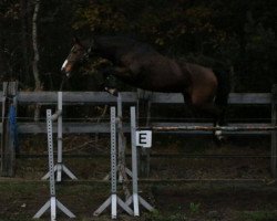 broodmare Cassie (Hanoverian, 2005, from Cranach)