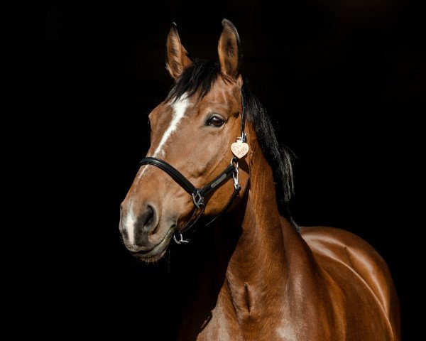 dressage horse Betty 180 (Polish Warmblood, 2000)