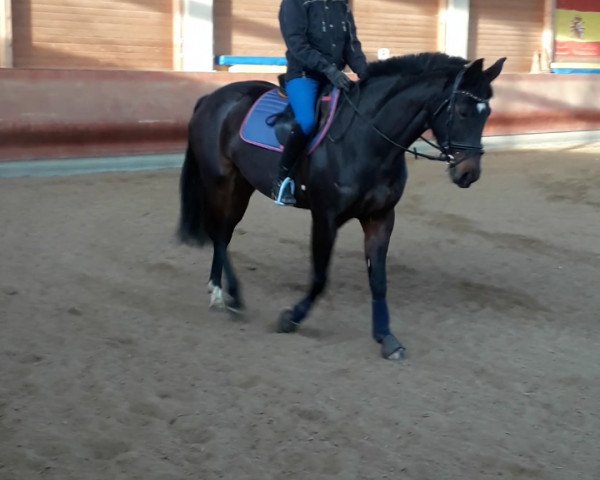 Springpferd Primeur's Peneloupe (Westfale, 2009, von Primeur's As)