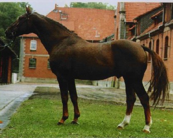 stallion Wörmann (Hanoverian, 2003, from Worldly I)