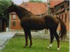 stallion Wörmann (Hanoverian, 2003, from Worldly I)