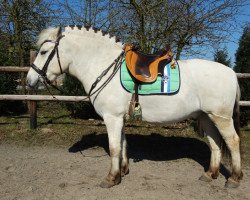 horse Henry (Fjord Horse, 2010, from Helge)