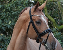 stallion Chamberland (Oldenburg, 2006, from Chambertin)