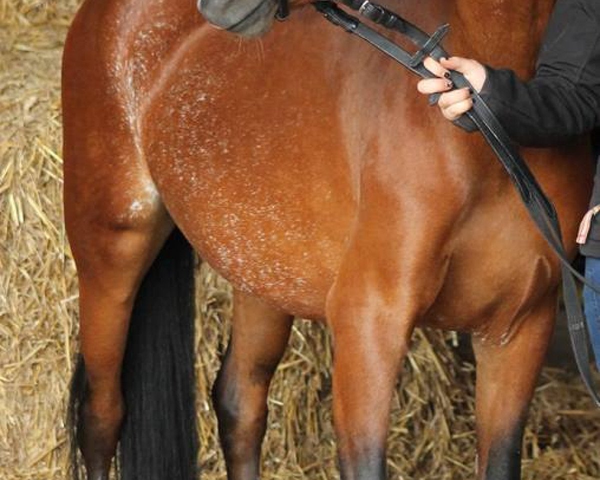 broodmare J.S. Rabea (Welsh-Pony (Section B), 2008, from Linde Hoeve's Daniel)