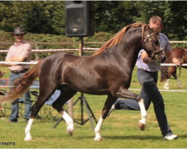dressage horse Wheemhoeve's Marko (Welsh-Pony (Section B), 2009, from Griashall Kiwi)