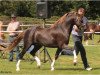 stallion Wheemhoeve's Marko (Welsh-Pony (Section B), 2009, from Griashall Kiwi)