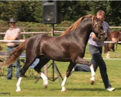 stallion Wheemhoeve's Marko (Welsh-Pony (Section B), 2009, from Griashall Kiwi)