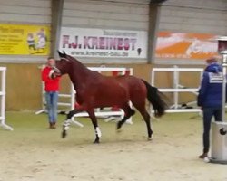 broodmare Cindy (Oldenburg, 2015, from Casallco)