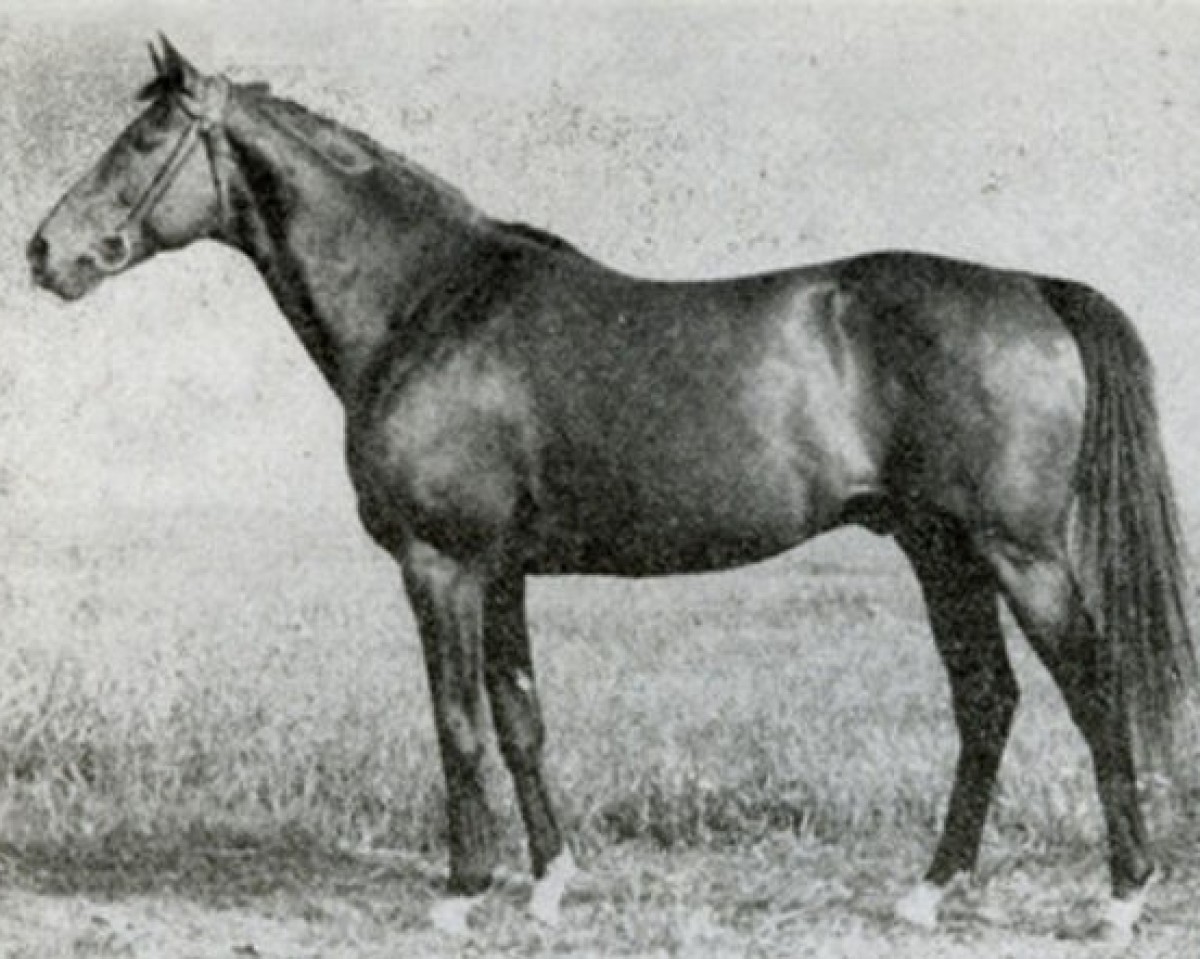 stallion Szczecin xx (Thoroughbred, 1946, from Tiberius xx)