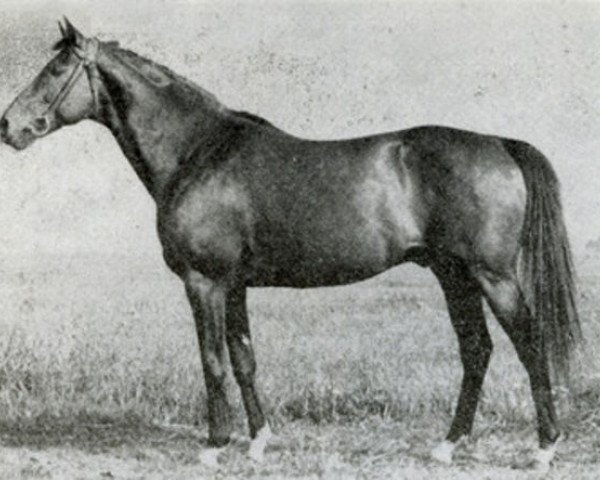stallion Szczecin xx (Thoroughbred, 1946, from Tiberius xx)