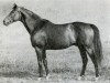 stallion Szczecin xx (Thoroughbred, 1946, from Tiberius xx)