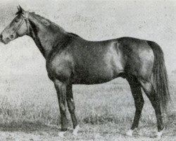 stallion Szczecin xx (Thoroughbred, 1946, from Tiberius xx)