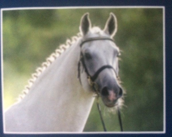 stallion Calido (Holsteiner, 1991, from Cantus)