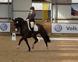 dressage horse Fioana (Hanoverian, 2006, from First Pleasure)