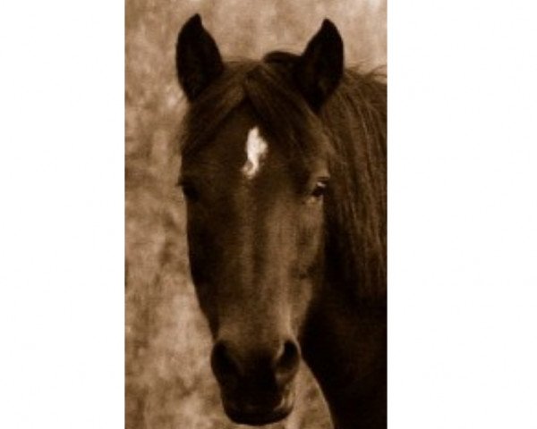 broodmare Peggy (Lewitzer, 1996, from Nerath)