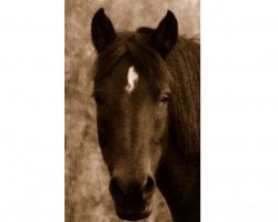 broodmare Peggy (Lewitzer, 1996, from Nerath)