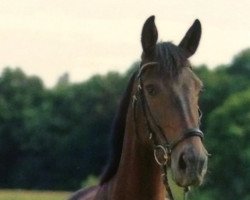 jumper Fererro (KWPN (Royal Dutch Sporthorse), 2010, from Pierrot)