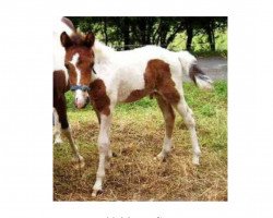 dressage horse Maximus (Lewitzer, 2006, from Manoulito)