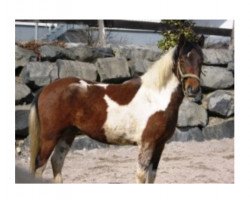 dressage horse Grenadier S. (Lewitzer, 2007, from Graveur)