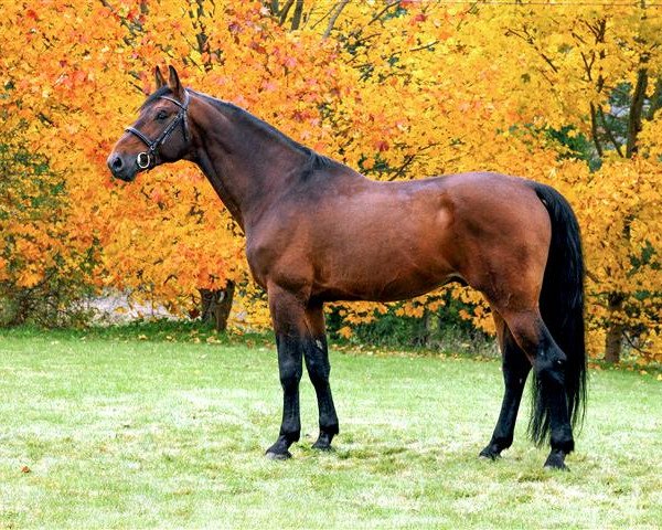 horse STOLPEGÅRDENS CASTELLO (Holsteiner, 2000, from Carano)