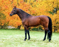 horse Stolpegårdens Castello (Holsteiner, 2000, from Carano)