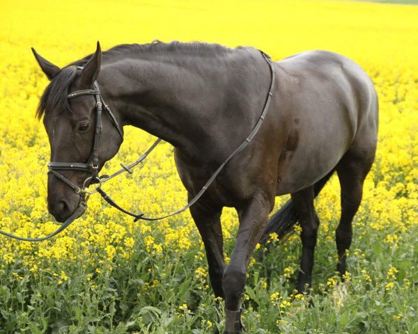 Dressurpferd Sir Filipp (Westfale, 2007, von Sir Bedo)