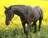 dressage horse Sir Filipp (Westphalian, 2007, from Sir Bedo)