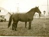 broodmare Dagra (Latvian Warmblood, 1976, from Galops)