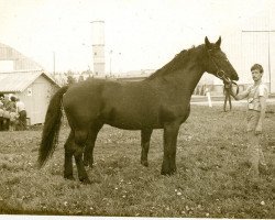 Zuchtstute Dagra (Lettisches Warmblut, 1976, von Galops)