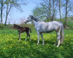 broodmare Tessa XVI (Holsteiner, 2003, from Calato)