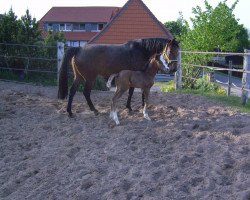 broodmare Waracamba (Holsteiner, 2006, from Colman)